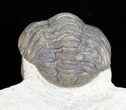 Bumpy Morocops Trilobite - Foum Zguid, Morocco #57542-3